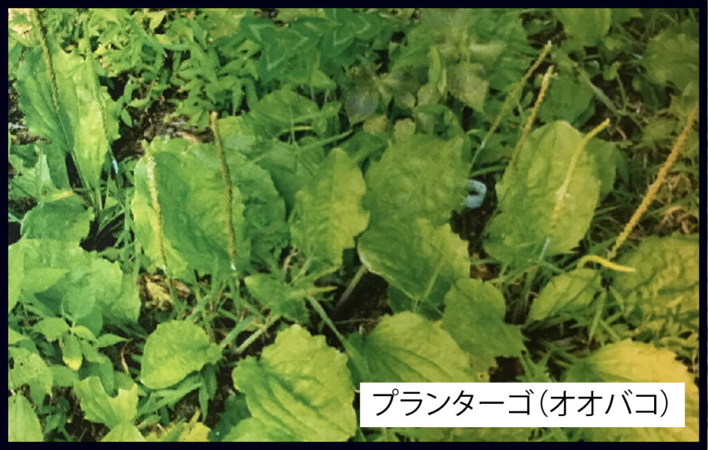 オオバコ雑草の画像