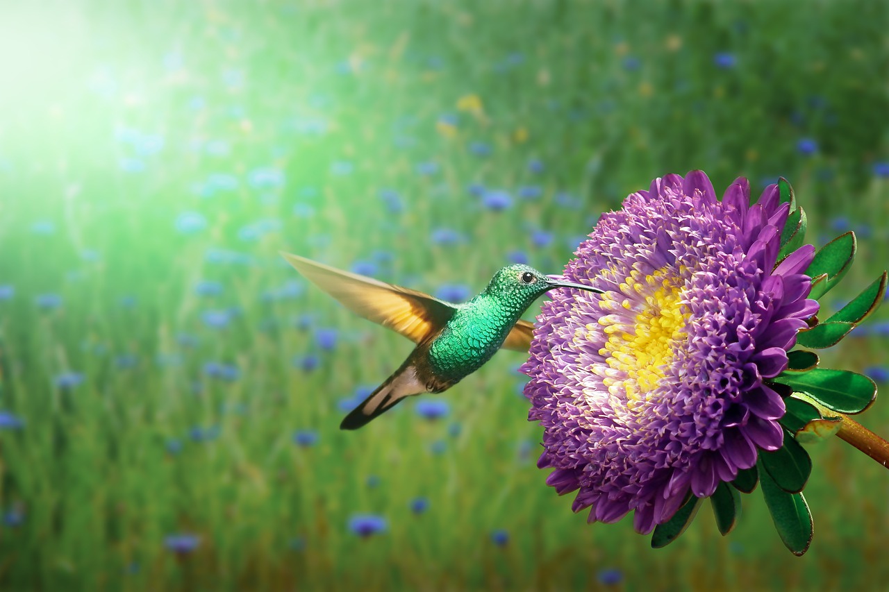 ハチドリと花の画像